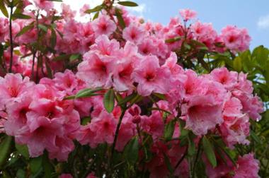 Taranaki Garden Festivals